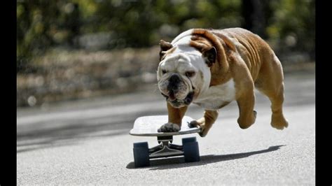 High quality very funny desktop wallpapers. funny dog compilation 2015 | Skateboarding dog - YouTube