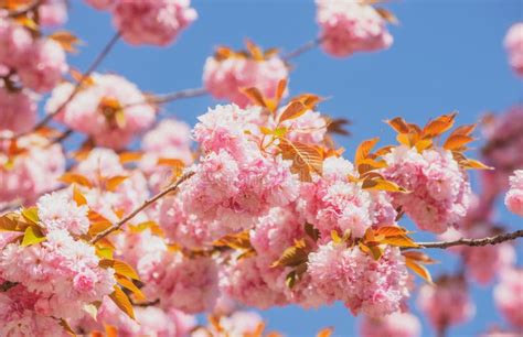 Spring Sakura Festival Cherry Blossom Trees Sakura Spring Flowers