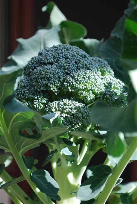 27 Breathtaking Growing Broccoli In Pots Inspiratif Design