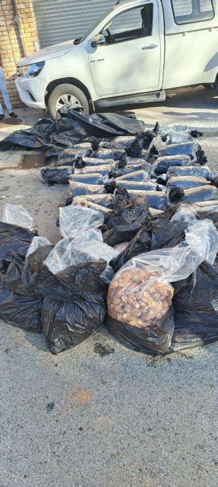 massive r3 million abalone bust in gqeberha
