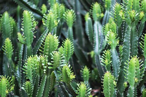 Euphorbia Ingens Cactus Trees Stock Photo Download Image Now Istock