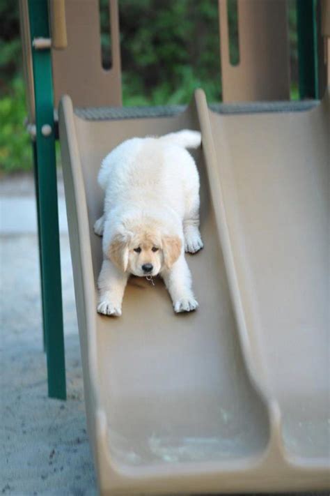 Maybe you would like to learn more about one of these? 13 Dogs On Slides That Are Way Cuter Than Dumb Babies