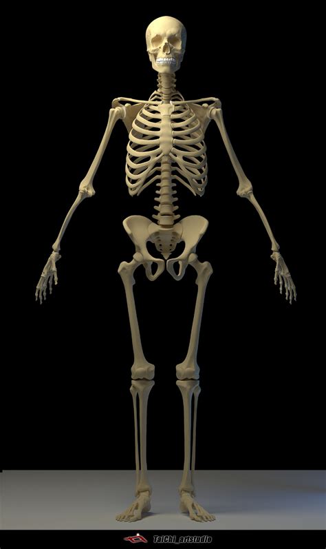 Artstation Human Skeleton Tai Ji In 2020 Human Skeleton Human