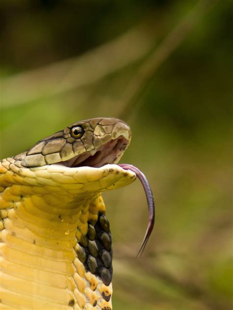 King Cobra Snake Bite Videos