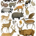 British Land Mammals Identification A3 Poster, Art Print, Chart