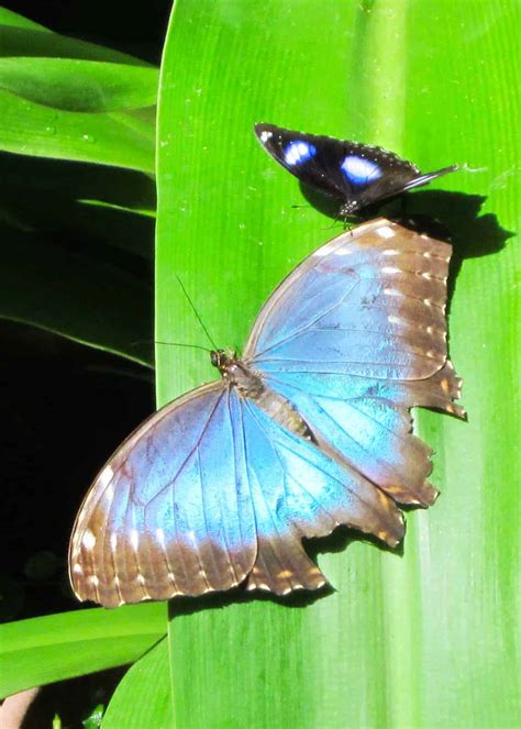 15 Blue Morpho Butterfly Facts Iridescent Gem Of Ecuadors Amazon All