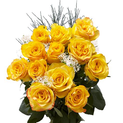 One Dozen Yellow Roses With Babys Breath And Green Fresh Flower
