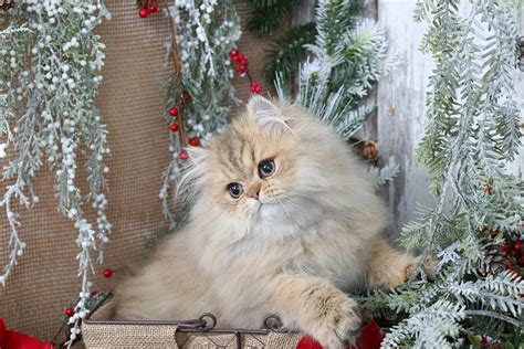 Follow the steps on that page to select the colored male you plan to mate with. Golden Kittens | Shaded Golden Persian Kittens ...