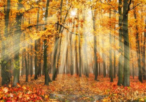 Autumn Forest Sun Rays In The Forest Stock Photo Image Of Natural