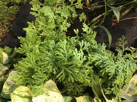 How To Care For Frosty Fern Plants Hunker