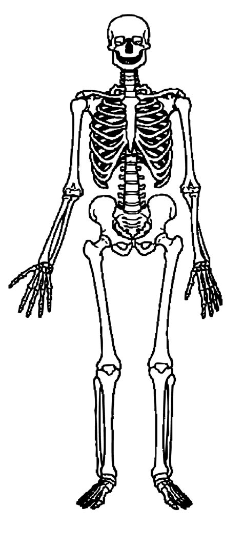 Free Skeletons Cliparts Download Free Skeletons Cliparts Png Images