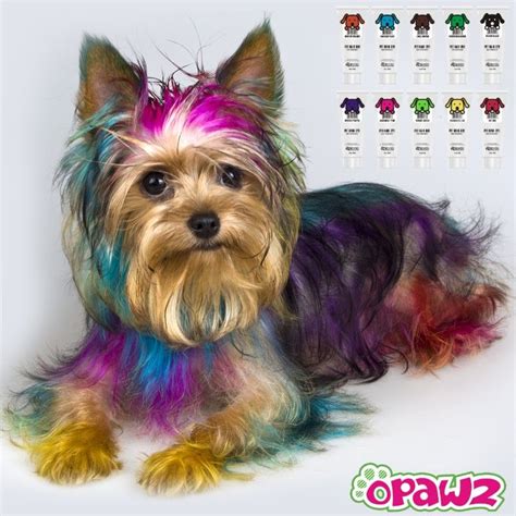 Pet hair dyes range from sprays to gels to chalks, and most avoid using harmful chemicals. opawz.com Supply dog hair dye,pet glitter gel,dog wax,dog ...