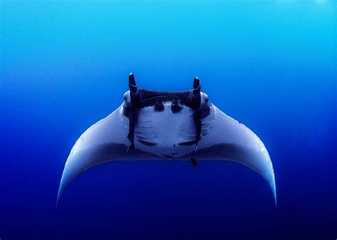 9 Interesting Manta Ray Facts Marinepatch