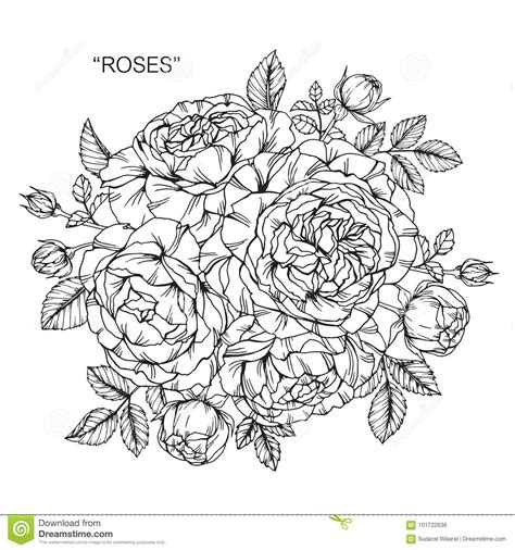 Disegno stampato su foglio magico adesivo solubile. Ramo De Dibujo Y De Bosquejo Color De Rosa De Las Flores ...