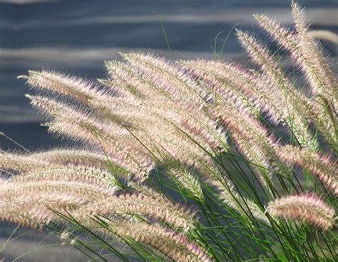 Grasses Easy Plants To Care For Great For Landscaping Gardens And Patios