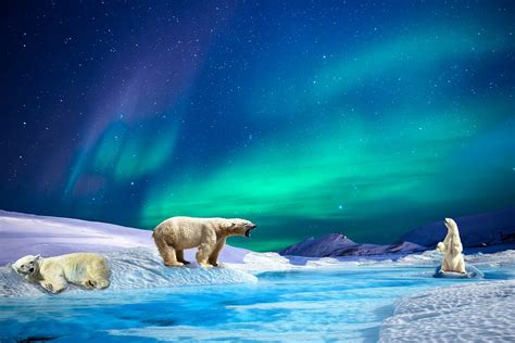 Aurora Polar Bears River · Free Photo On Pixabay