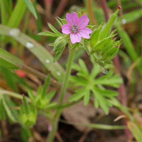 Cut Leaved Cranes Bill Geranium Dissectum