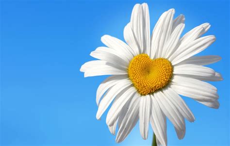 The Daisy Flower Meanings As Love Symbols Symbolic Meanings