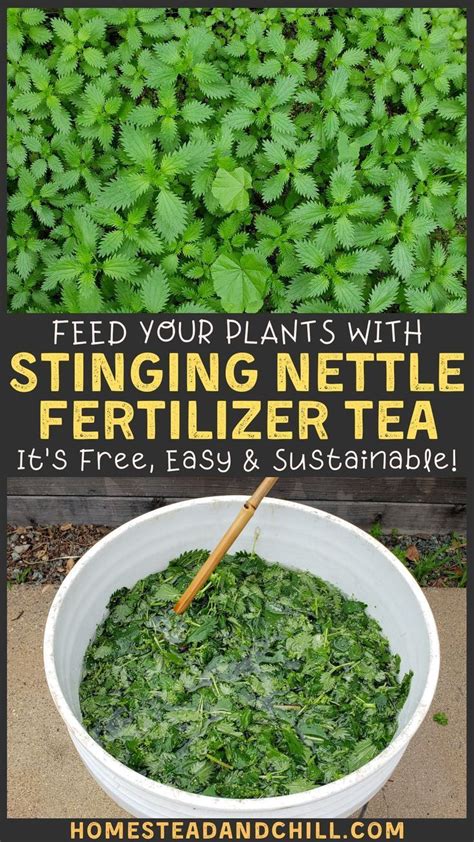 Regular lawn fertilizers typically provide nitrogen for growth, and phosphorous and potassium for root development, cell strength and disease or stress resistance. How to Make Stinging Nettle Fertilizer Tea to Feed Plants ~ Homestead and Chill | Stinging ...