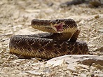 Realm of the Rattlesnake | NaturVision