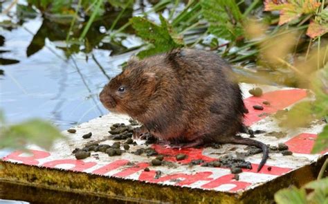 Ratty Returns As Water Voles Flourish In The Yorkshire Dales — The Telegraph Water Vole