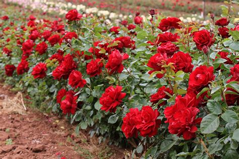 Gallipoli Centenary Rose Shurb Rose Kortutu By Treloar Roses A
