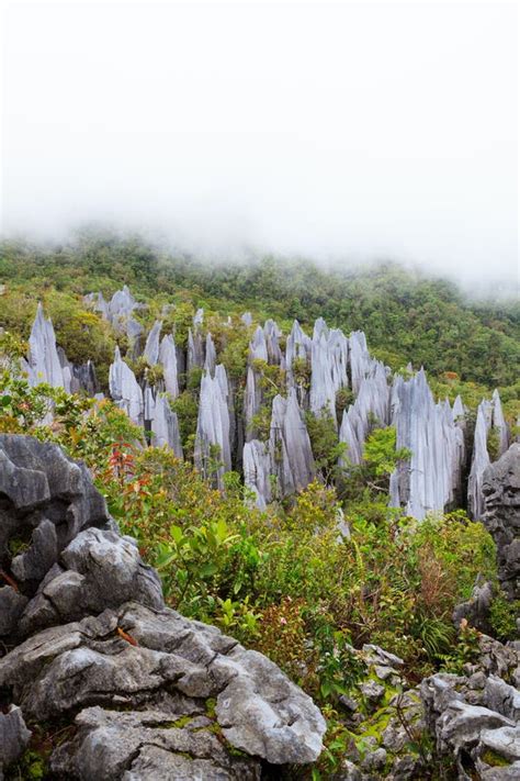 Limestone Pinnacles At Gunung Mulu National Park Stock Image Image Of