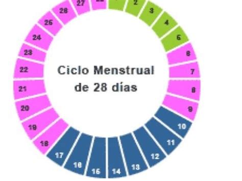 A Los Cuantos Dias De La Relacion Me Puedo Hacer La Prueba De Embarazo