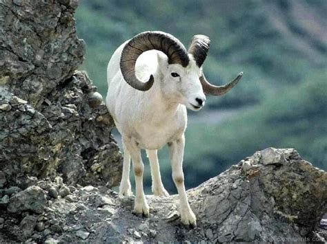 Two of its distinguishing characteristics is a saddle looking spot on its back and heart shaped horns (see picture). Ram Animal On Hill - DesiComments.com