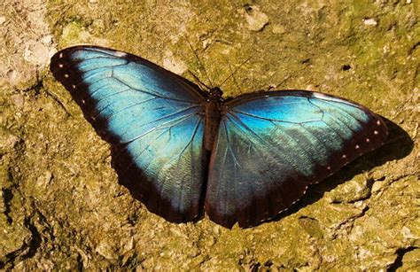 Morpho Blue Butterfly Project Noah