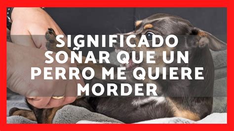 ️ QuÉ Significa SoÑar Que Un Perro Me Quiere Morder 2023 Significado