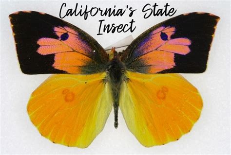 State Insect Of California The California Dogface Butterfly Owlcation