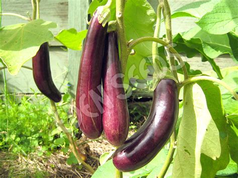 Eggplant Early Long Purple Eden Seeds