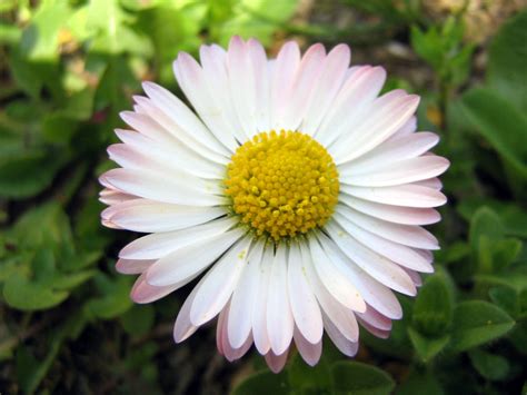 Beautiful Spring Daisies Wallpapers And Images Wallpapers Pictures