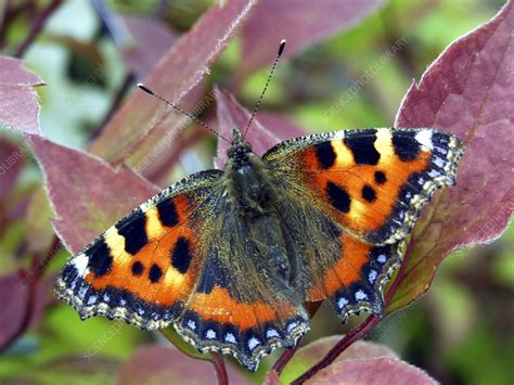 Small Tortoiseshell Butterfly Stock Image C0019209 Science Photo