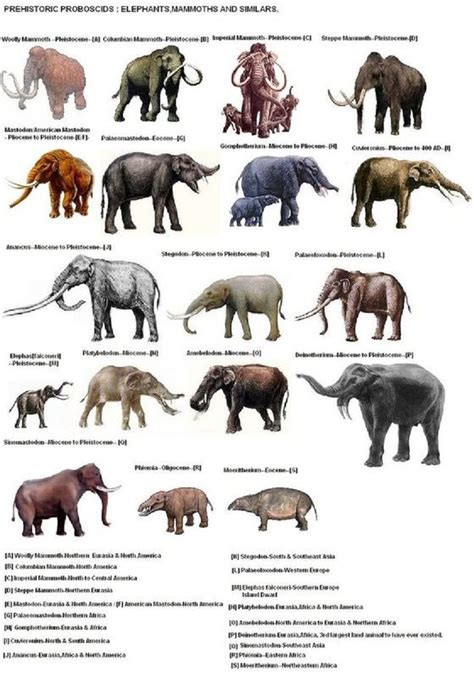 Ice Age Mammals Of North America Pets Lovers