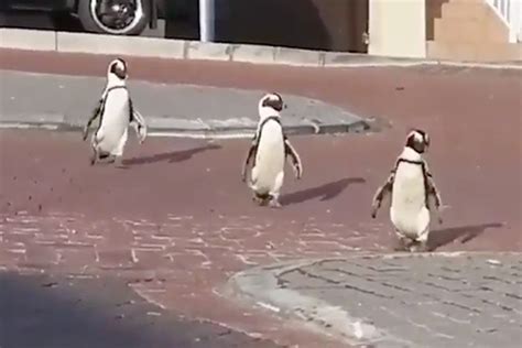Video Penguins Pride Themselves On An Empty Cape Town Street Amid