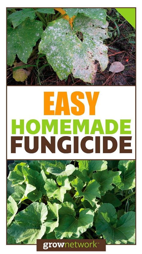 An Easy Diy Homemade Garden Fungicide Garden Pests Garden Pest