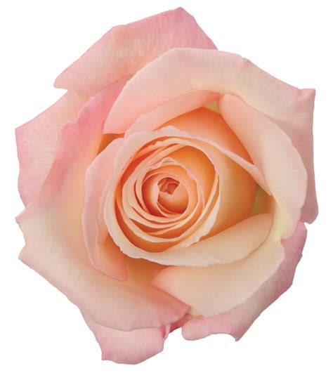 Rose Pink Anna Dvflora