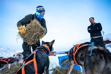 Norwegian Musher Takes Lead In Iditarod As Finish Nears The Seattle Times