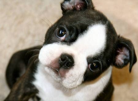 2016 boston terrier club fun day. My adopted Boston has an open fontanel, he is 4 months old ...