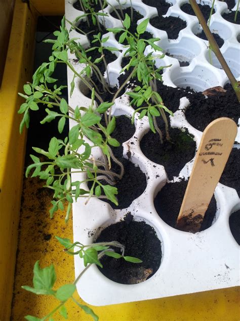 Artikel ini akan membincangkan perkara ini. TanamSendiri.com -- Grow Your Own: Semaian Tomato Ceri ...