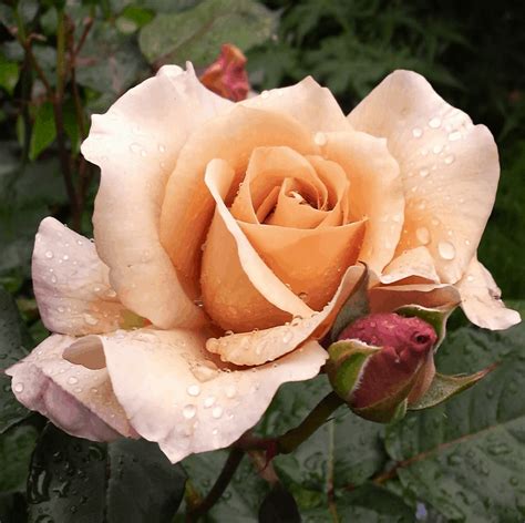 Julia S Rose 3ft 90cm Standard Rose Potted Roses Victoria