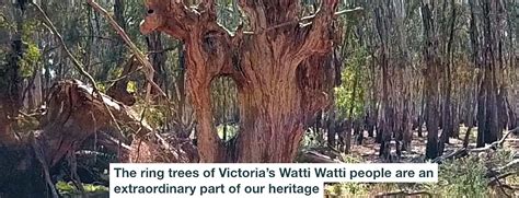 The Ring Trees Of Victorias Watti Watti People Are An Extraordinary