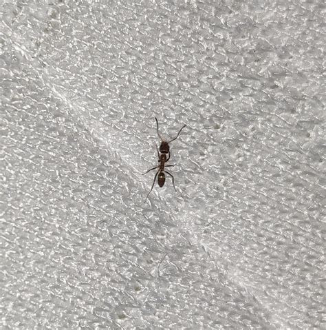 What Species Of Tiny Ant Is This Southern California Rwhatsthisbug