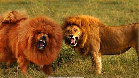 Seven Dogs That Look Like Lions Pethelpful