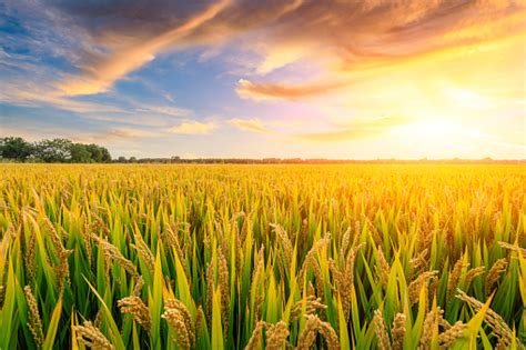 Ripe Rice Field And Sky Background At Sunset Stock Photo Download