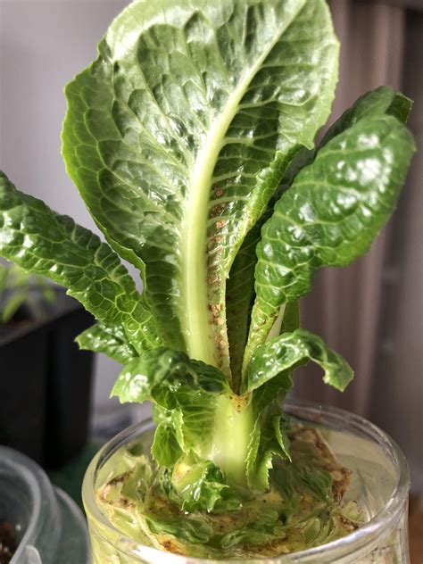 What Are These Brown Specks On My Romaine Growing From Root End In
