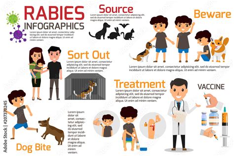 Rabies Infographics Illustration Of Rabies Describing Symptoms And Medications Or Vaccine