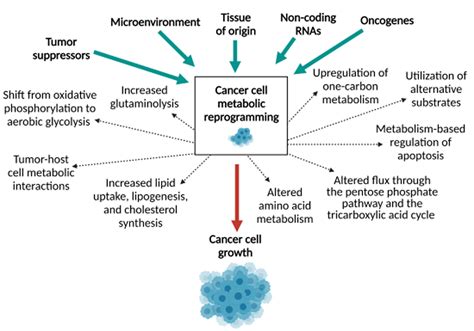 Cells Free Full Text Mechanisms Of Metabolic Reprogramming In